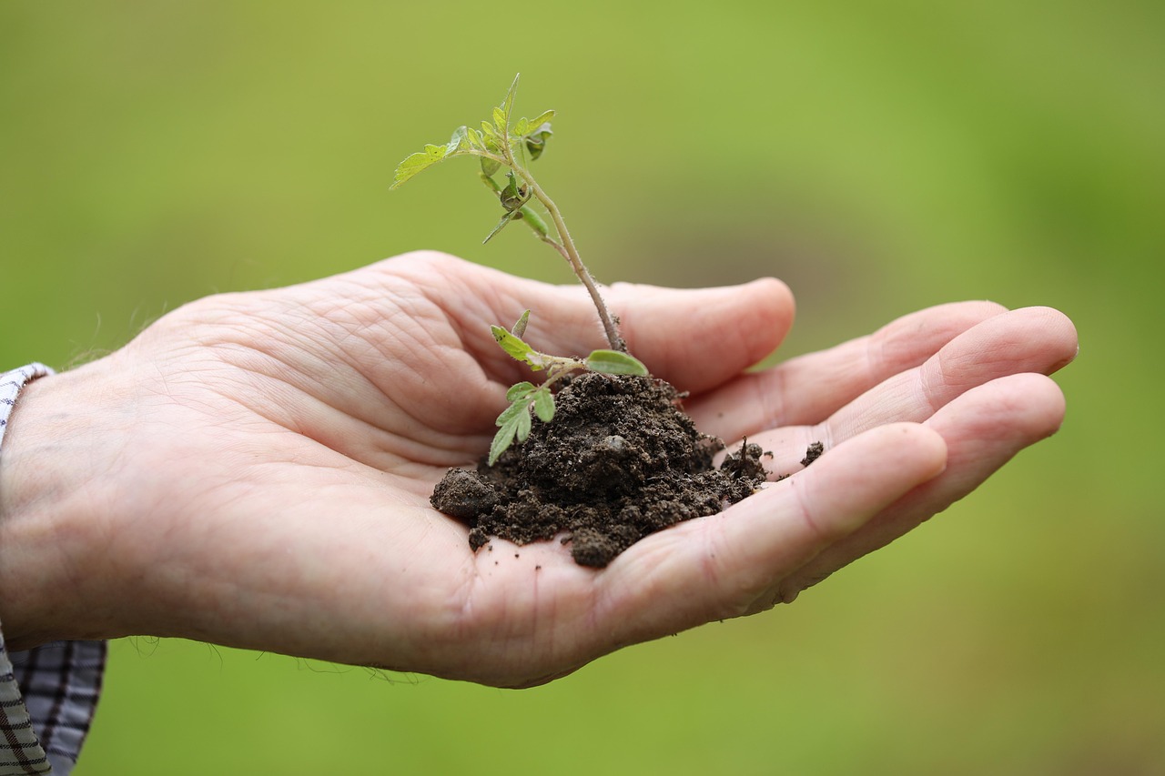 goranh-planting-8027884_1280.jpg