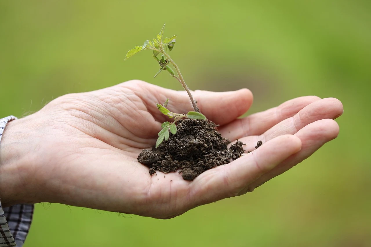 goranh-planting-8027884_1280.jpg